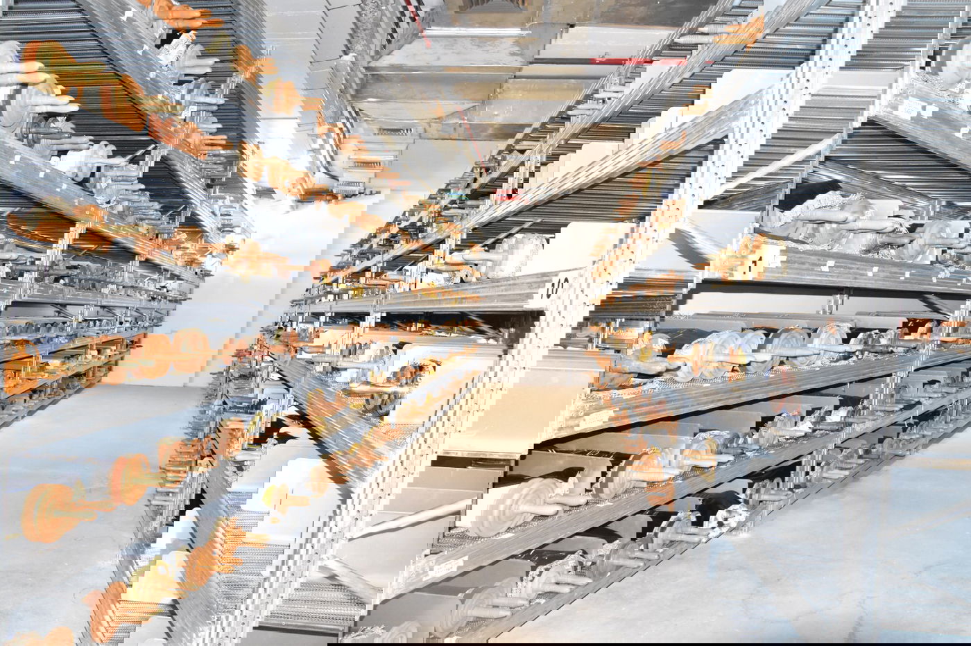 מאות ספרי תורה ב'אוצר' היהודי הגדול בעולם