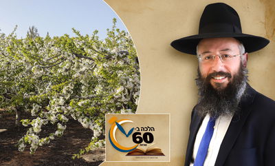 האם ברכת האילנות היא חובה - ומה טעמה? • צפו