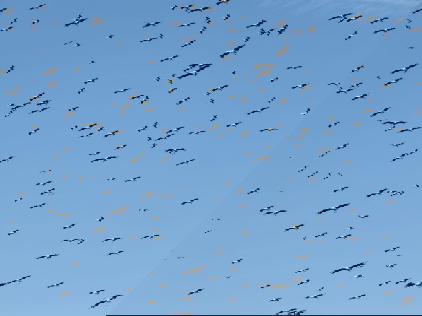 כ-1,000 חסידות ביקרו באגמון החולה | תיעוד