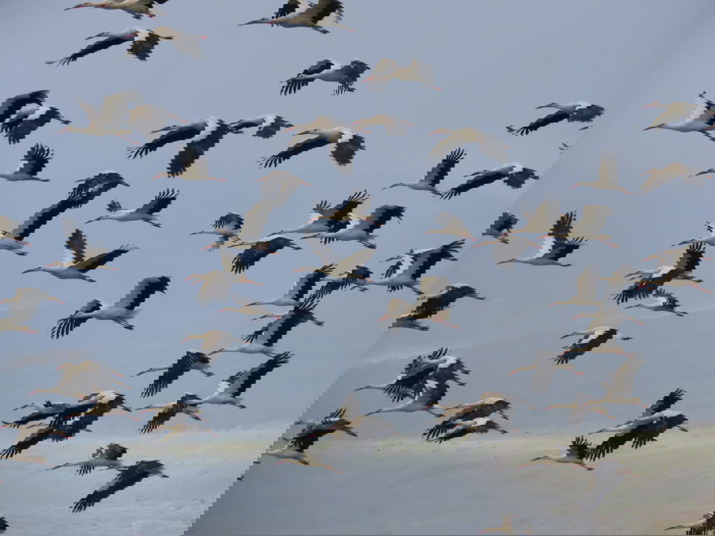 כ-1,000 חסידות ביקרו באגמון החולה | תיעוד