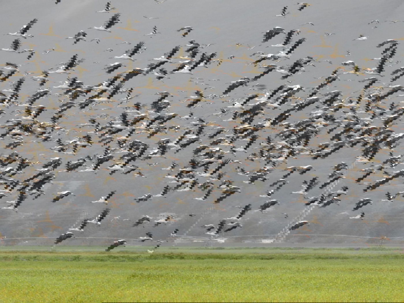 כ-1,000 חסידות ביקרו באגמון החולה | תיעוד