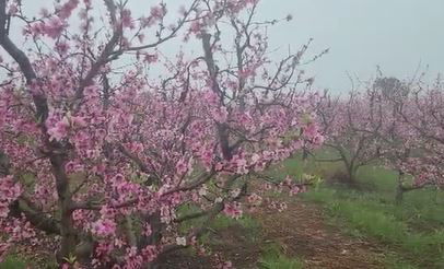 גשמי ברכה? "במידה והגשם ימשך יום יומיים לא יהיה נזק"