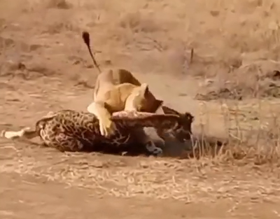 לביאה תקפה גור ג'ירפה - ואז הגיעה האמא ג'ירפה | צפו