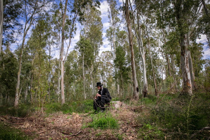 מתבודד ביער | אילוסטרציה