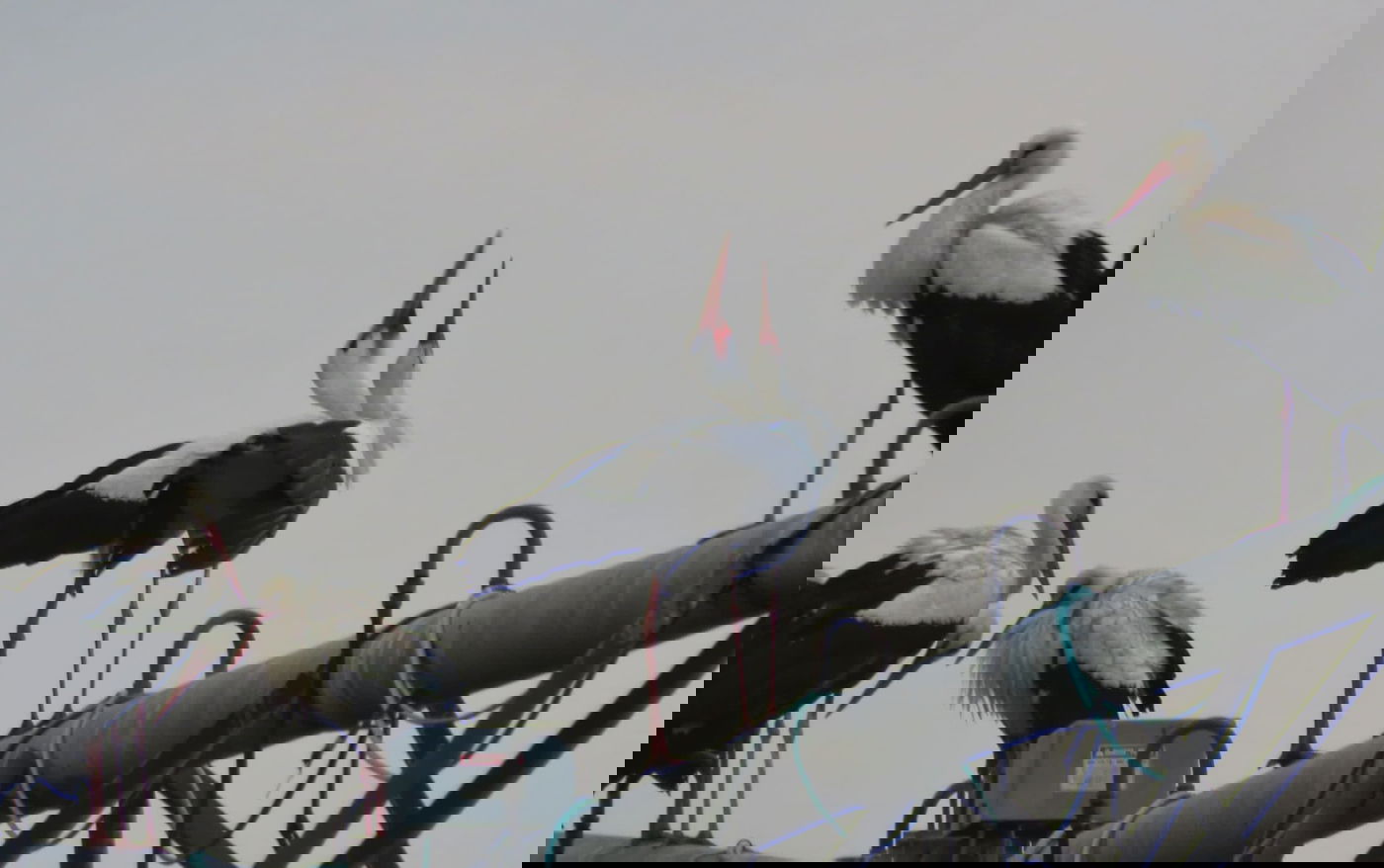 נדידת החסידות באגמון החולה - בעיצומה | צפו