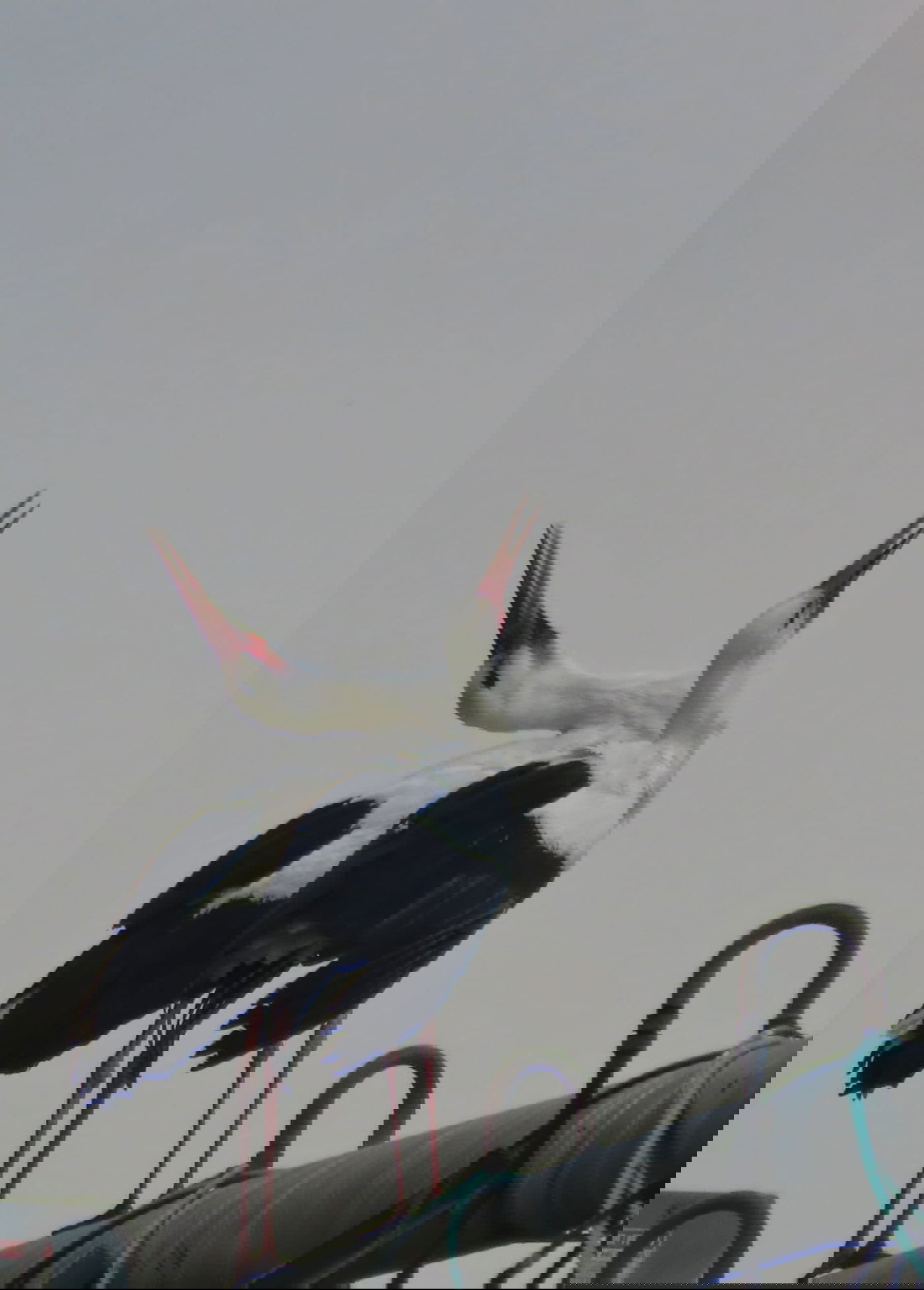 נדידת החסידות באגמון החולה - בעיצומה | צפו