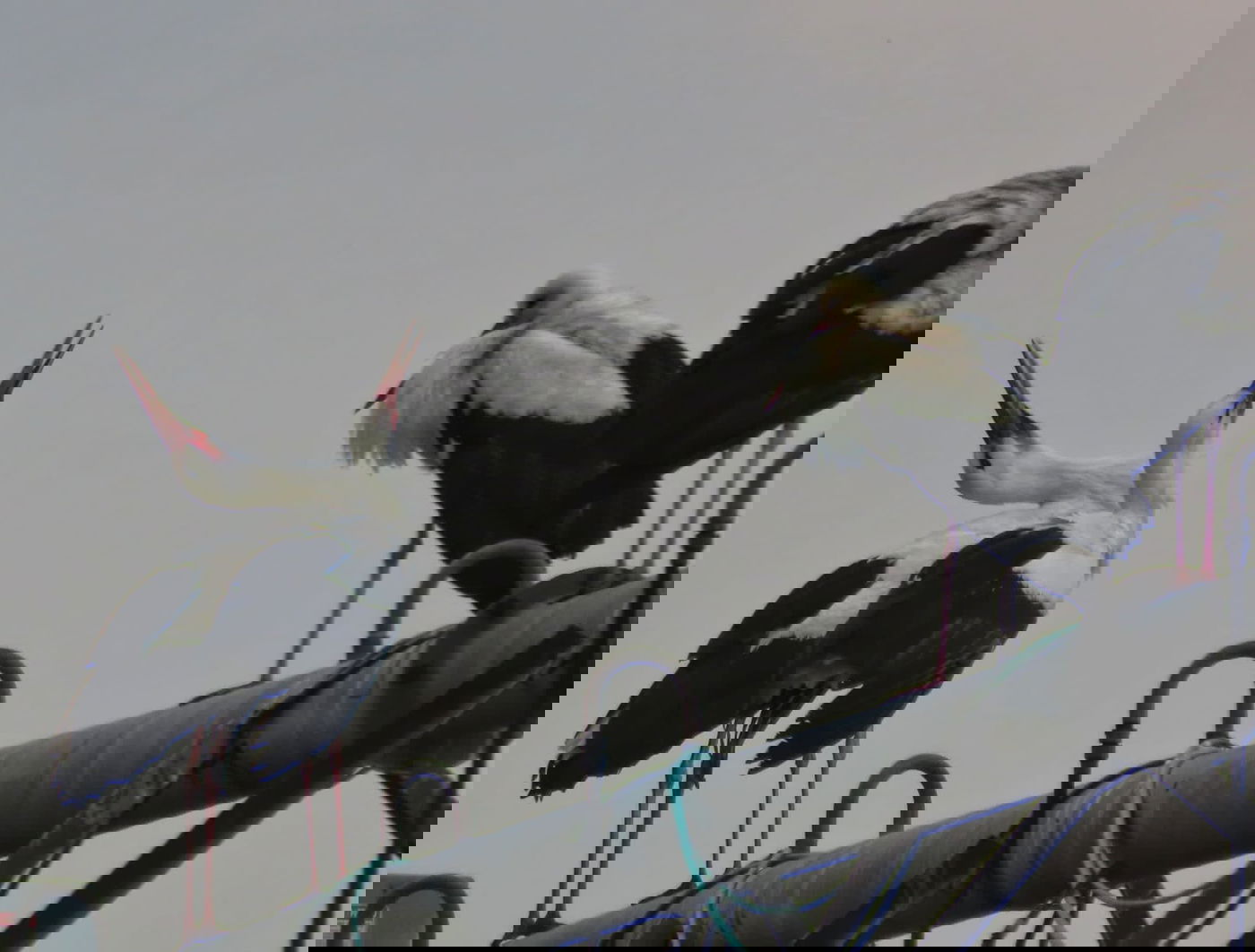 נדידת החסידות באגמון החולה - בעיצומה | צפו