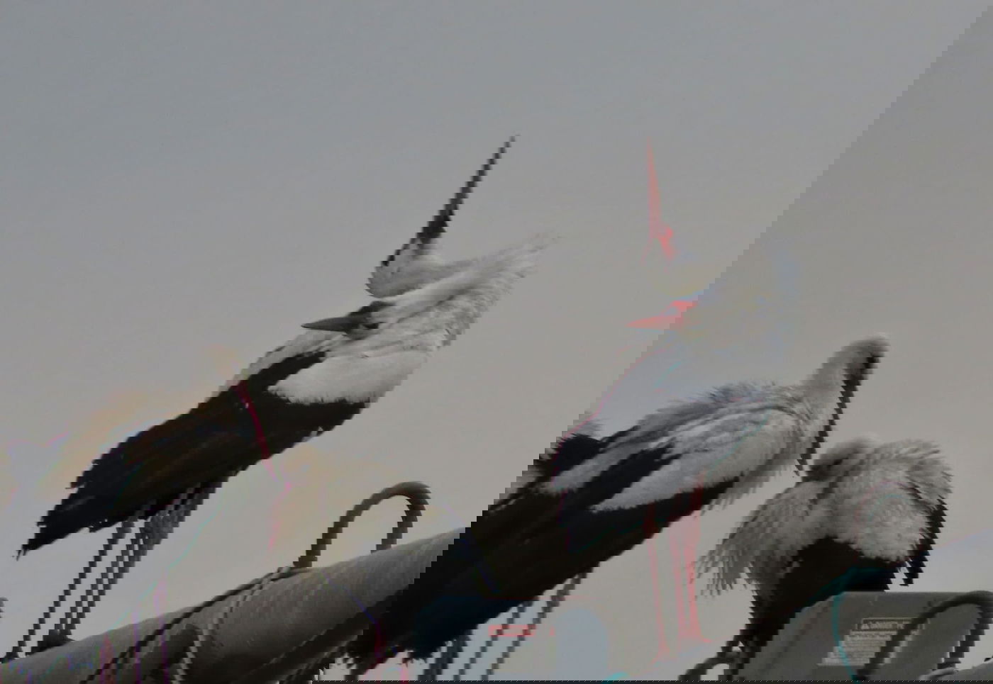 נדידת החסידות באגמון החולה - בעיצומה | צפו