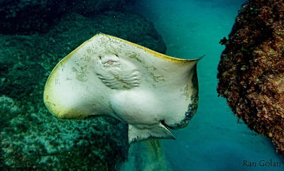 פרשת שלח לך