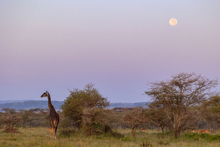 מדהים: חיות הטרף מסתובבות בפארק סרנגטי שבטנזניה