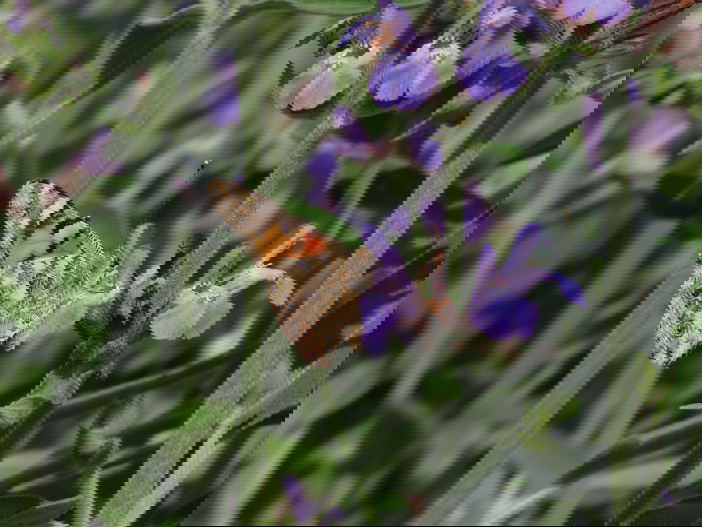 נדידת הפרפרים הגדולה - החלה | צפו בתיעוד המרהיב