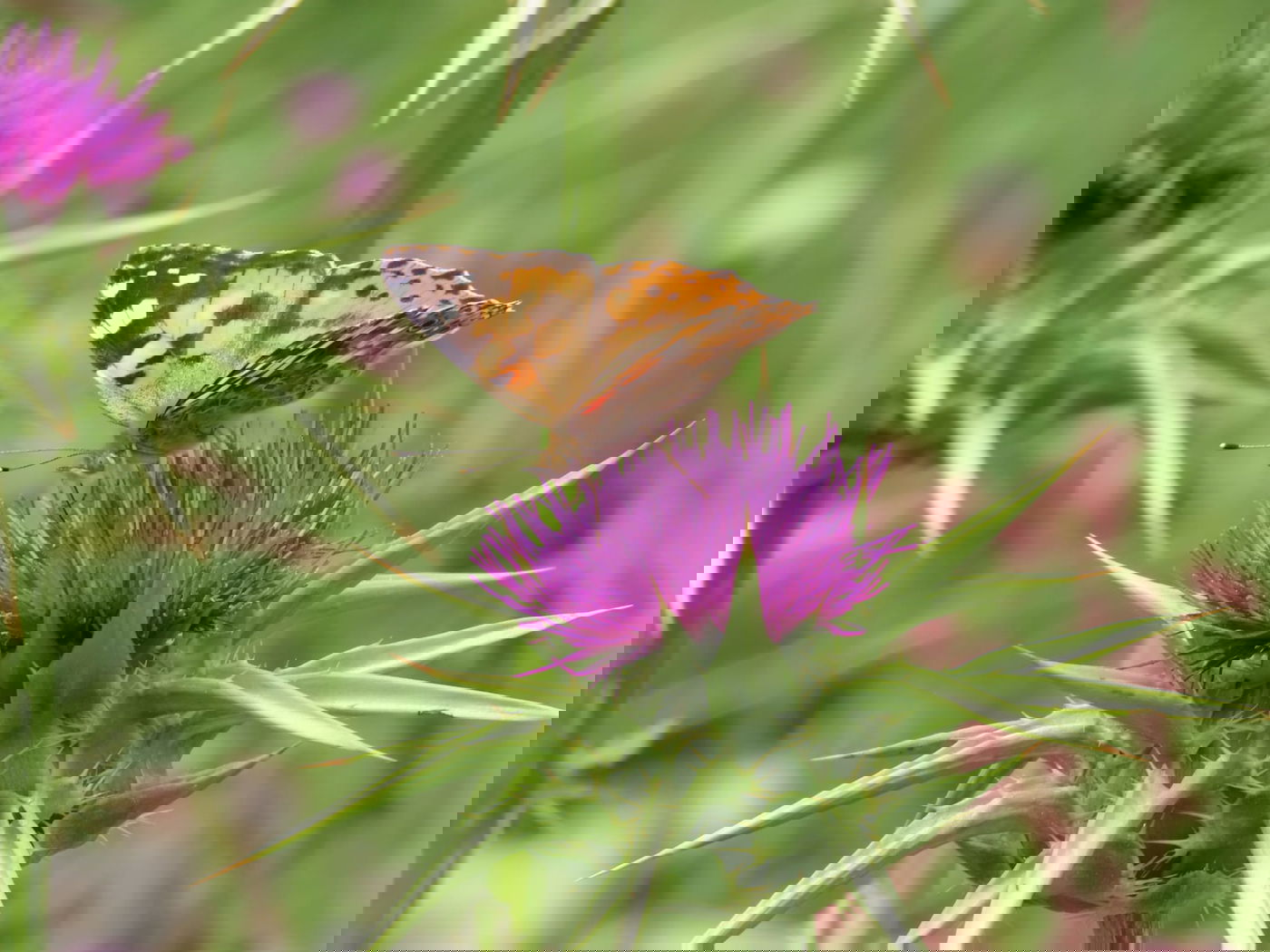 נדידת הפרפרים הגדולה - החלה | צפו בתיעוד המרהיב