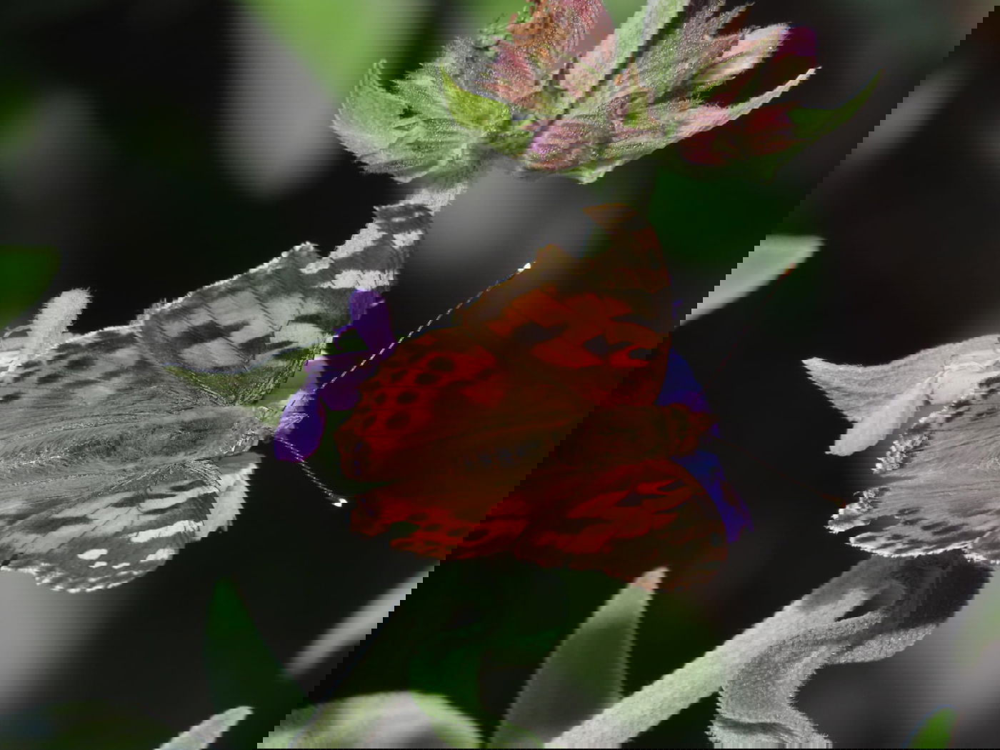 נדידת הפרפרים הגדולה - החלה | צפו בתיעוד המרהיב