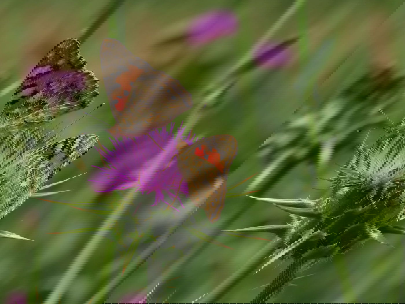 נדידת הפרפרים הגדולה - החלה | צפו בתיעוד המרהיב