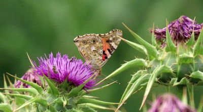 נדידת הפרפרים הגדולה - החלה | צפו בתיעוד המרהיב