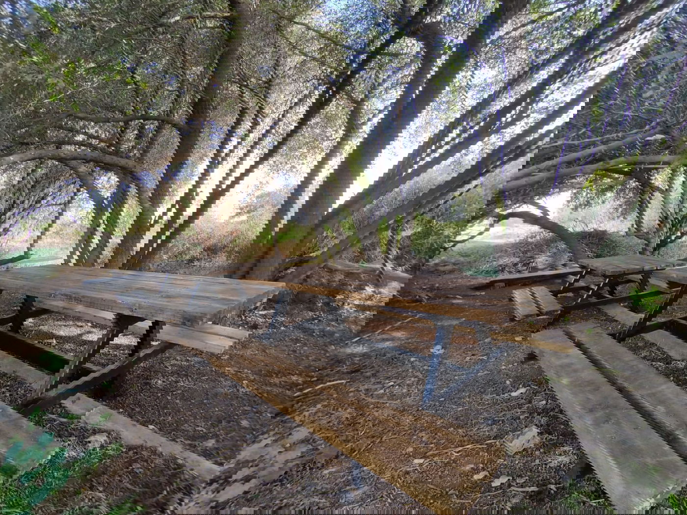 נדיר: חמישה מעיינות נסתרים נחשפים לציבור בבקעת הירדן