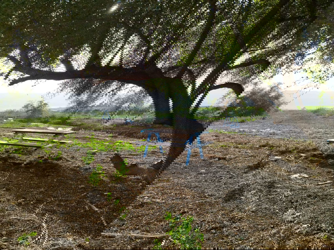 נדיר: חמישה מעיינות נסתרים נחשפים לציבור בבקעת הירדן