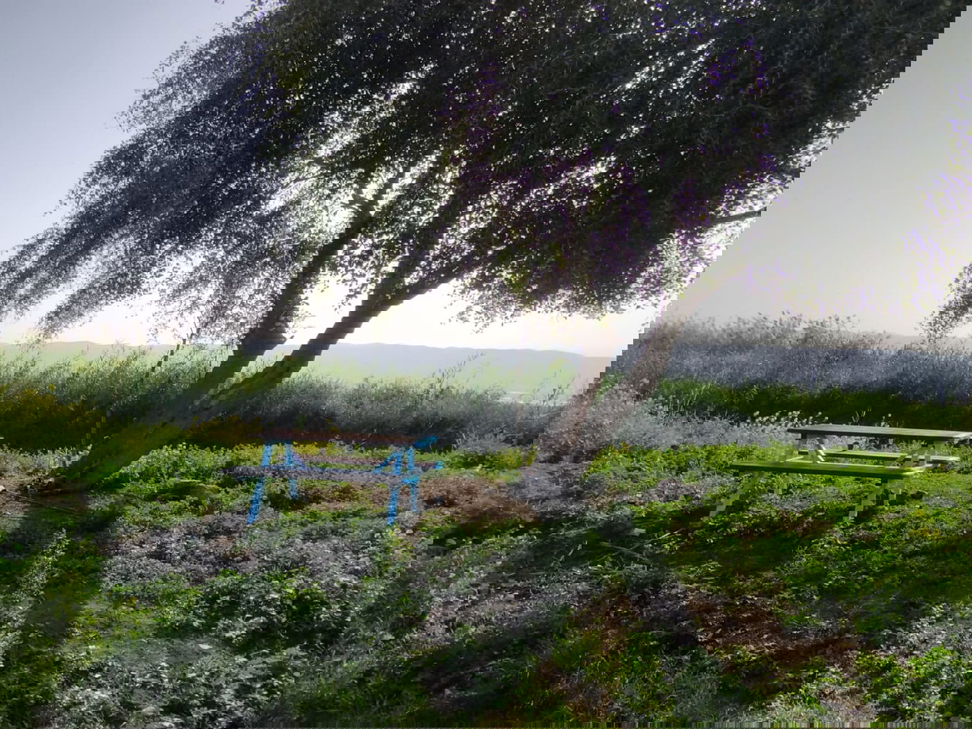 נדיר: חמישה מעיינות נסתרים נחשפים לציבור בבקעת הירדן