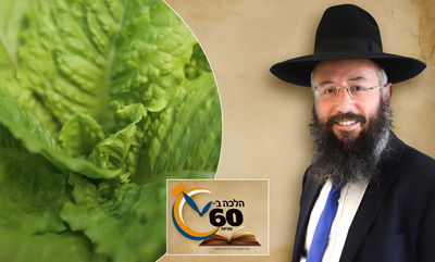 אפשר לקחת חסה מגידולי מים - למרור בליל הסדר? • צפו