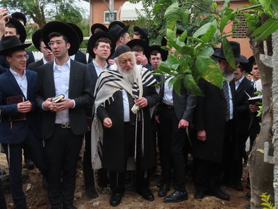 ראש הישיבה הגרא"י קוק בברכת האילנות