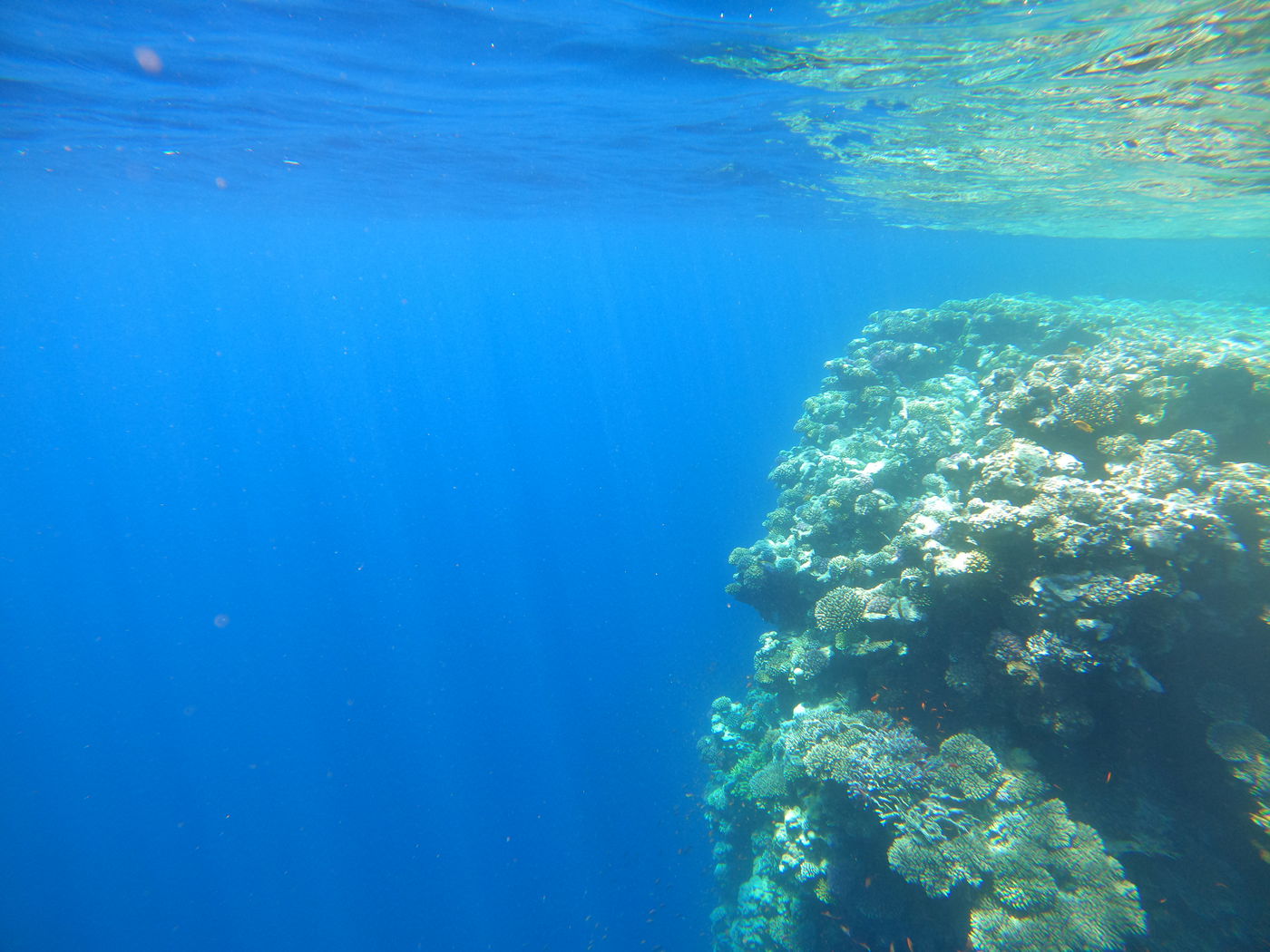 החור הכחול של ים סוף | מסע בצלילה אל היופי הקטלני שנטל חיים של רבים • תיעוד
