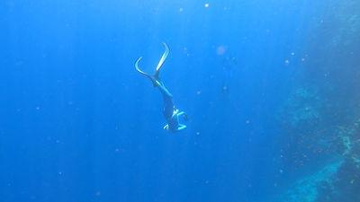 צלילה ב'בלו הול'