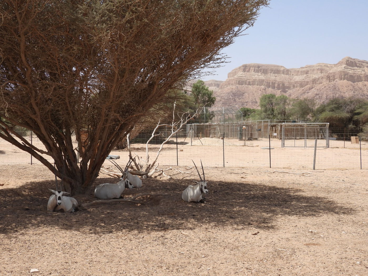 השרב הכבד: כך בעלי החיים מתמגנים מפני החום • צפו