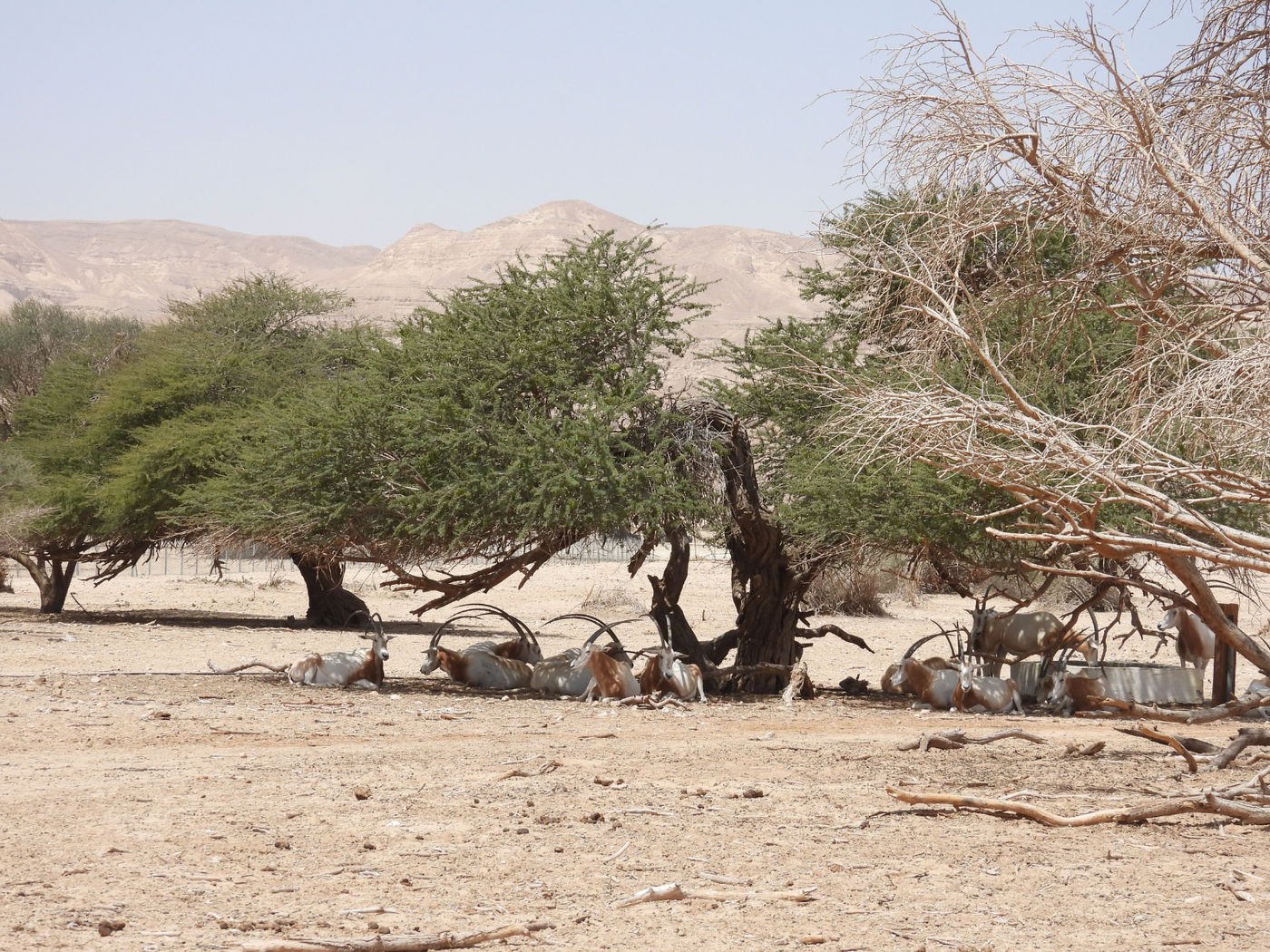 השרב הכבד: כך בעלי החיים מתמגנים מפני החום • צפו