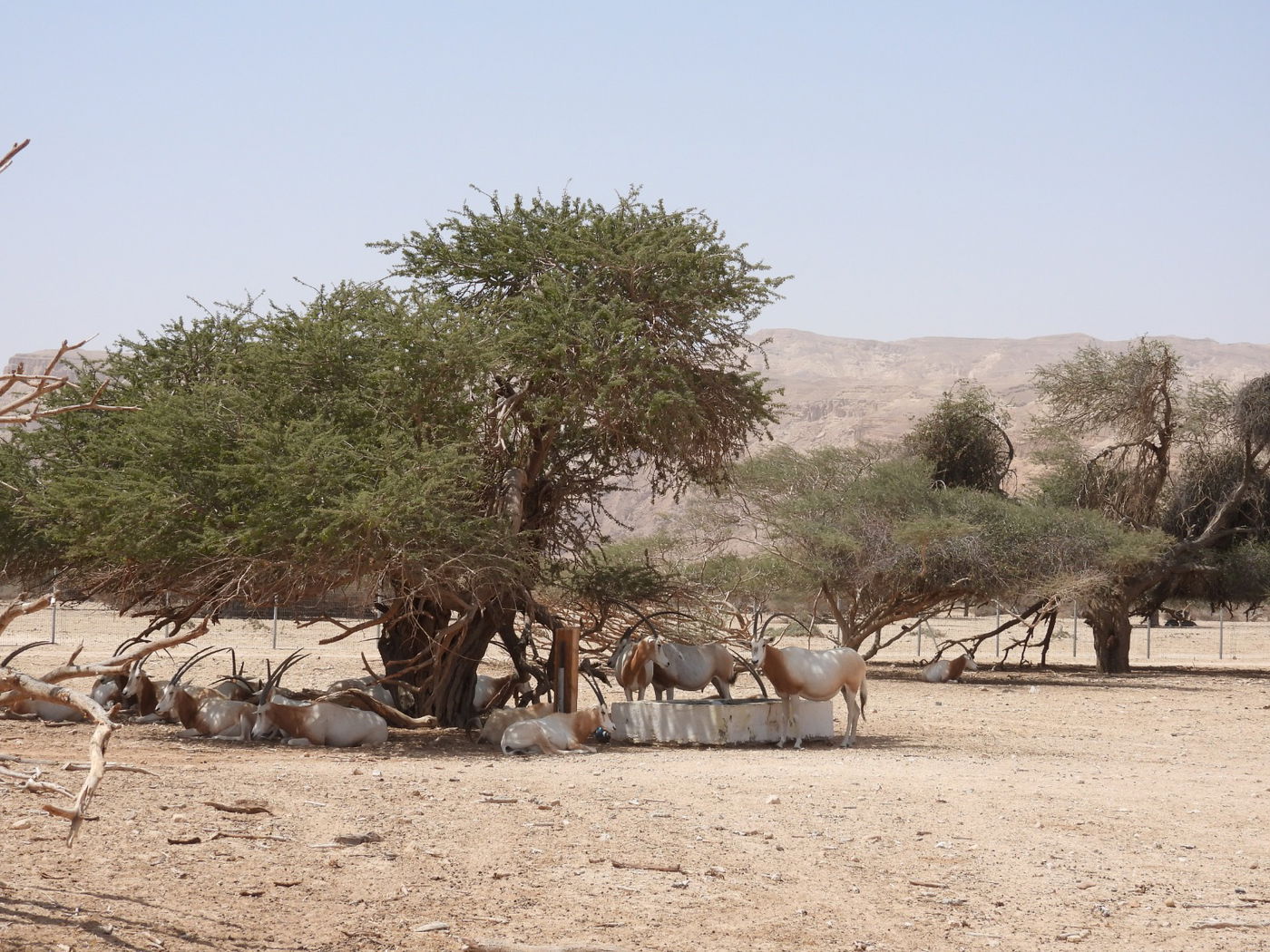 השרב הכבד: כך בעלי החיים מתמגנים מפני החום • צפו