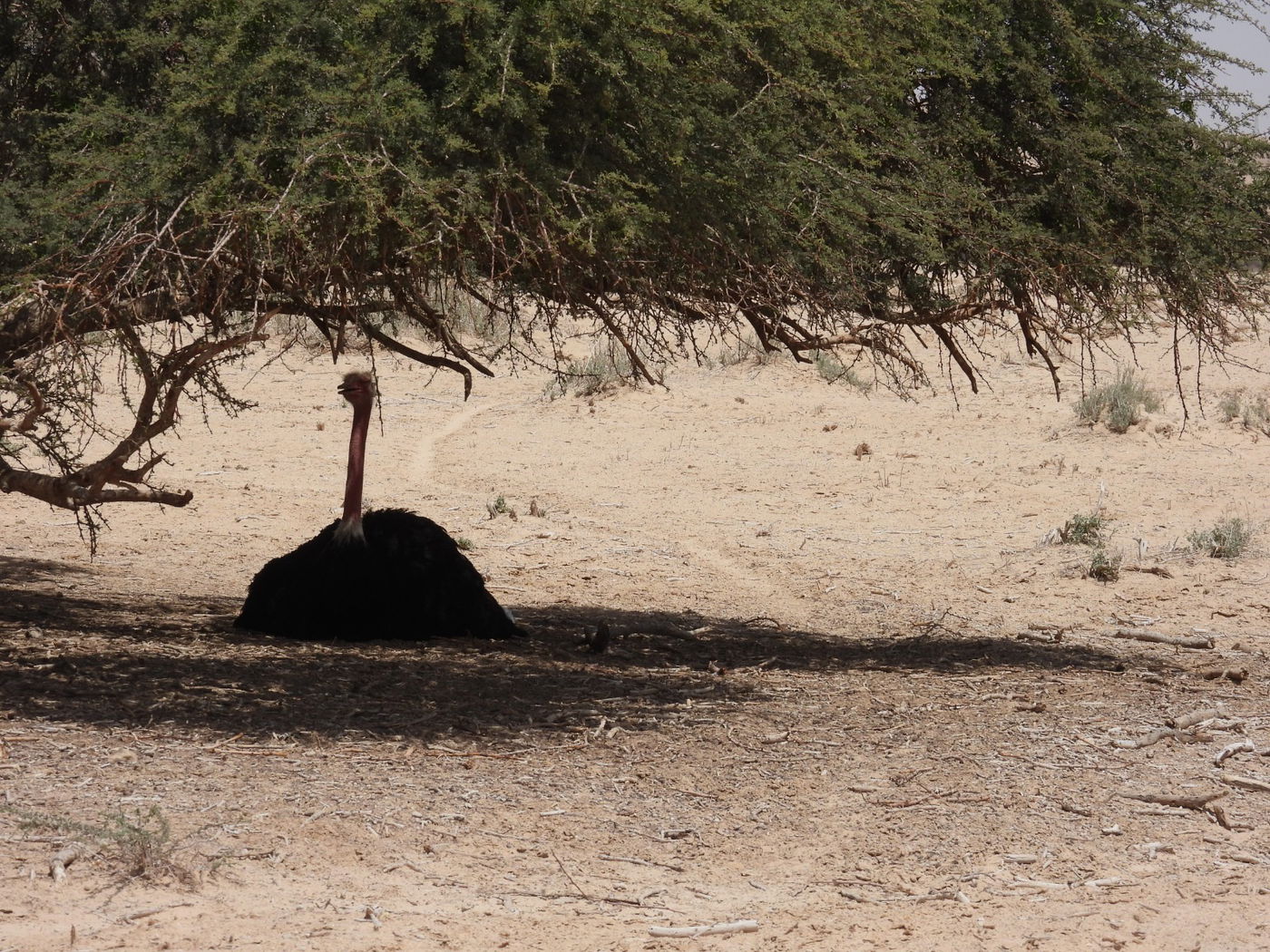 השרב הכבד: כך בעלי החיים מתמגנים מפני החום • צפו