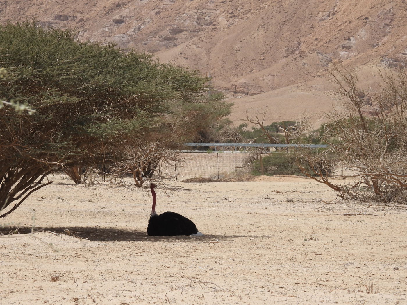 השרב הכבד: כך בעלי החיים מתמגנים מפני החום • צפו