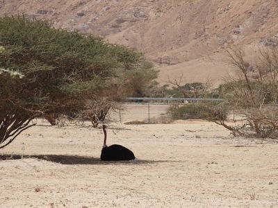 היום: עלייה משמעותית בטמפרטורות | מחר: התחממות נוספת