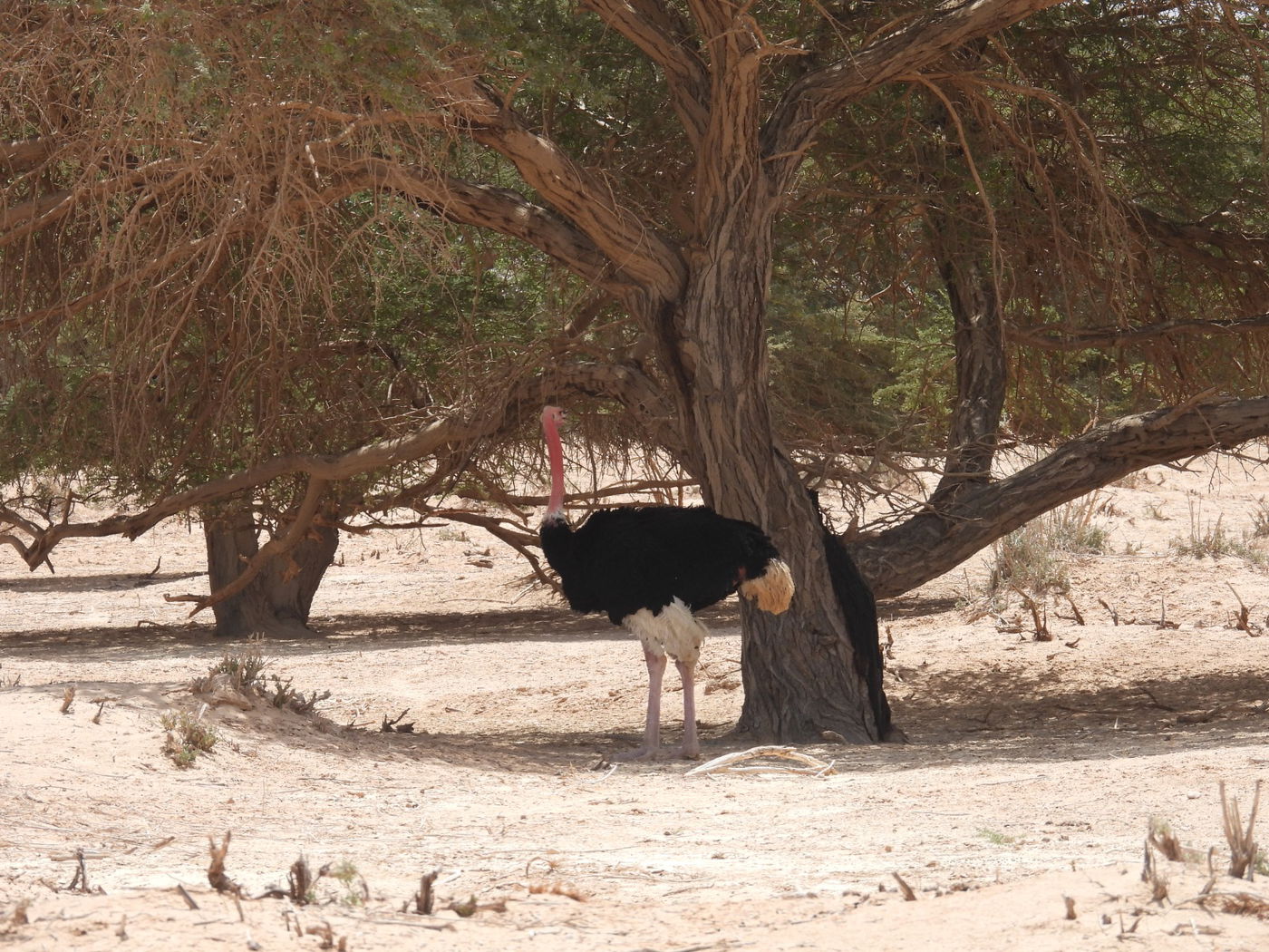 השרב הכבד: כך בעלי החיים מתמגנים מפני החום • צפו