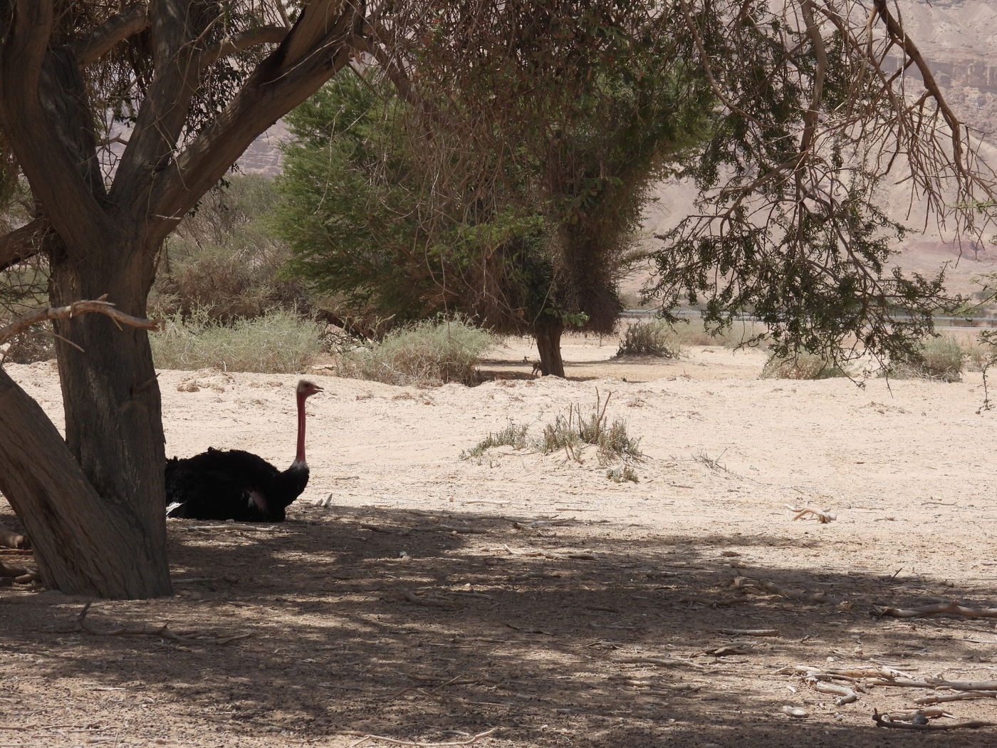 השרב הכבד: כך בעלי החיים מתמגנים מפני החום • צפו