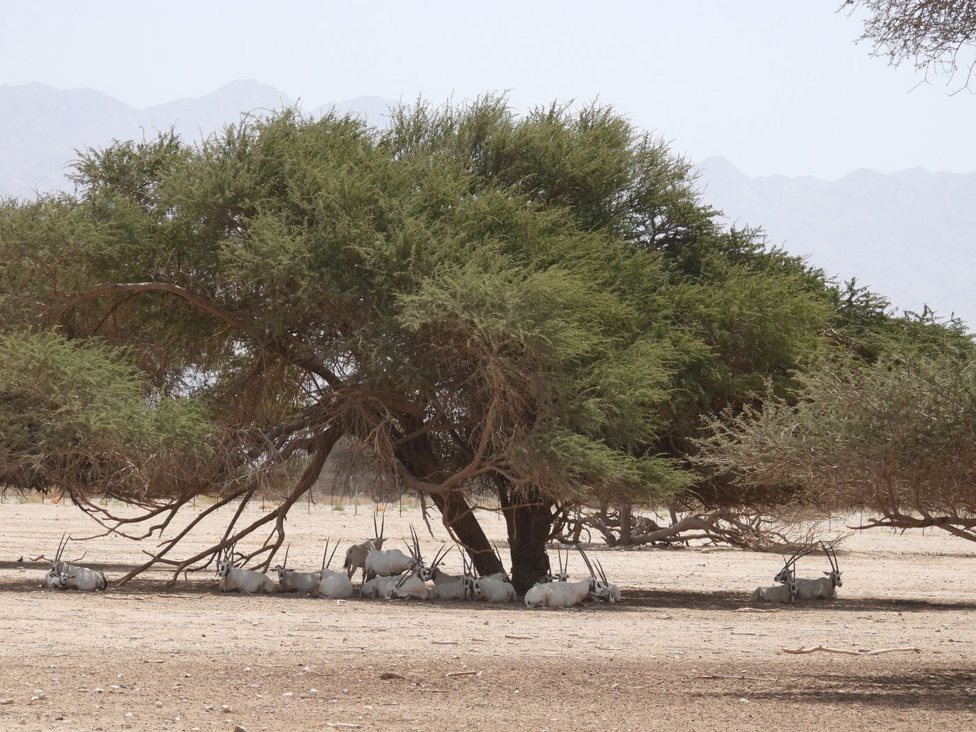 השרב הכבד: כך בעלי החיים מתמגנים מפני החום • צפו