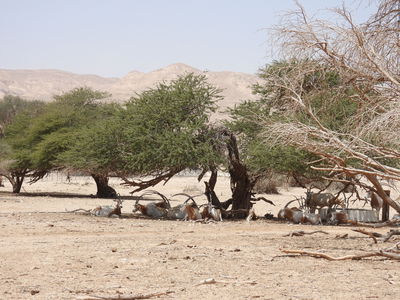מסתתרים מהחום הכבד