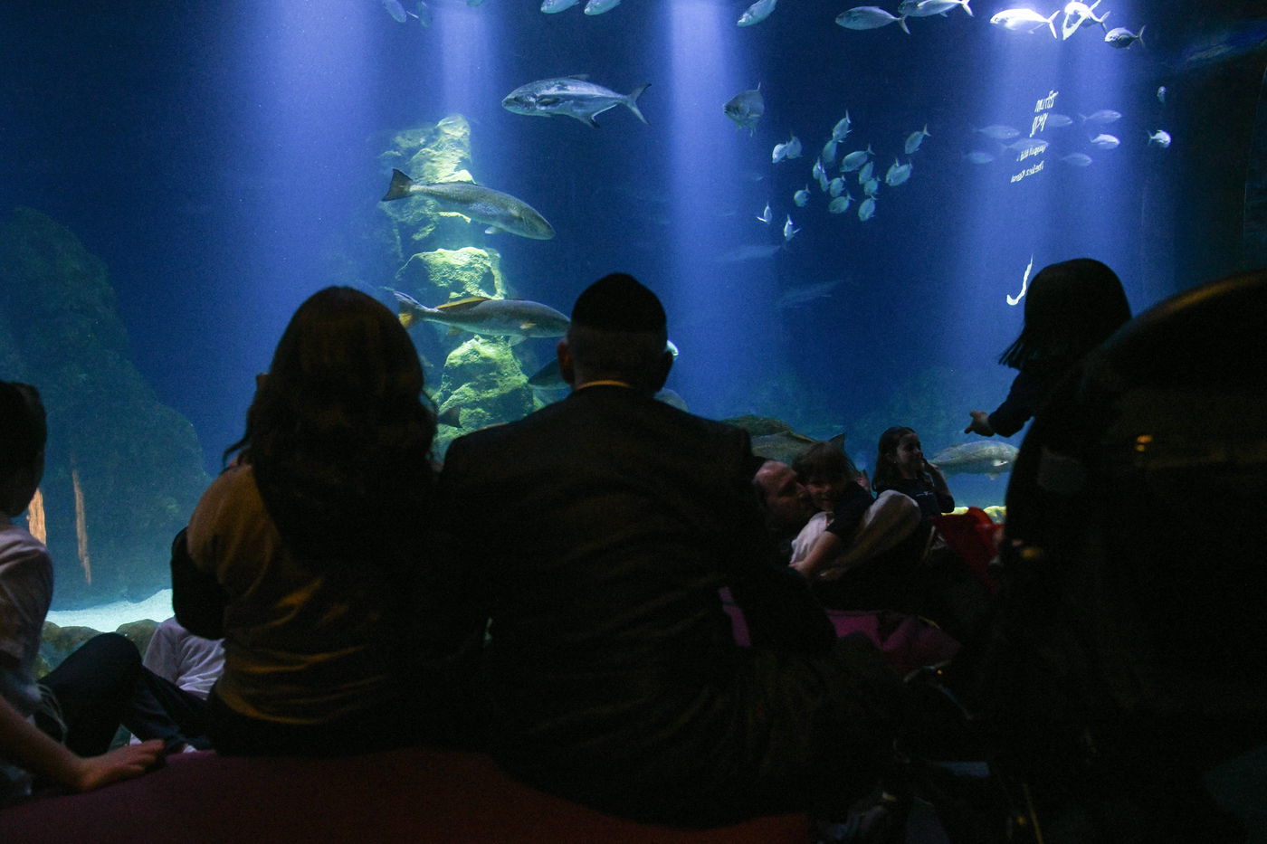 תיעוד של חול המועד: חרדים מבלים באקווריום הענק