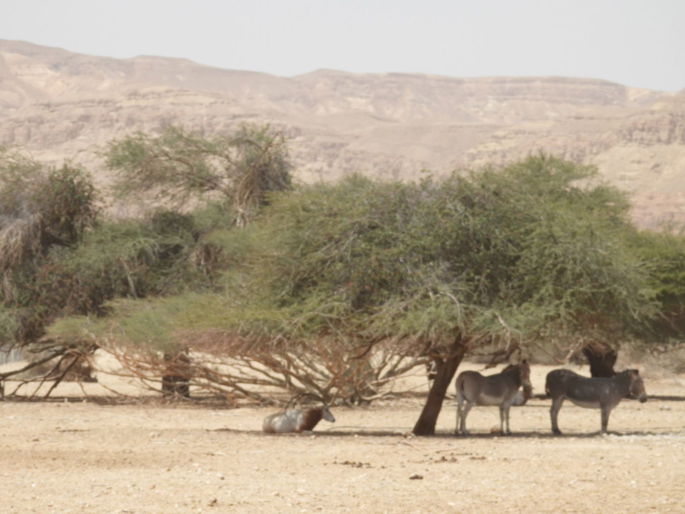 מה עושים כשחם? מסתתרים מתחת לעצים | צפו בתיעוד