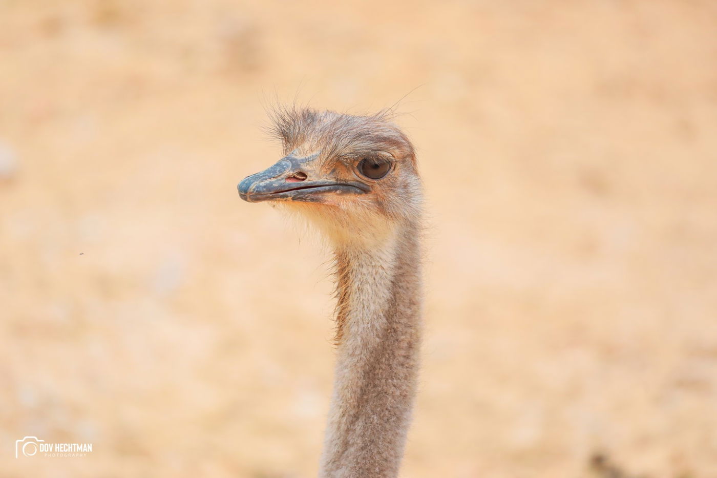 ביקור בגן החיות התנכ"י | צפו בגלריה מרהיבה