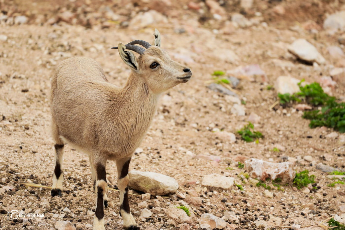 ביקור בגן החיות התנכ"י | צפו בגלריה מרהיבה