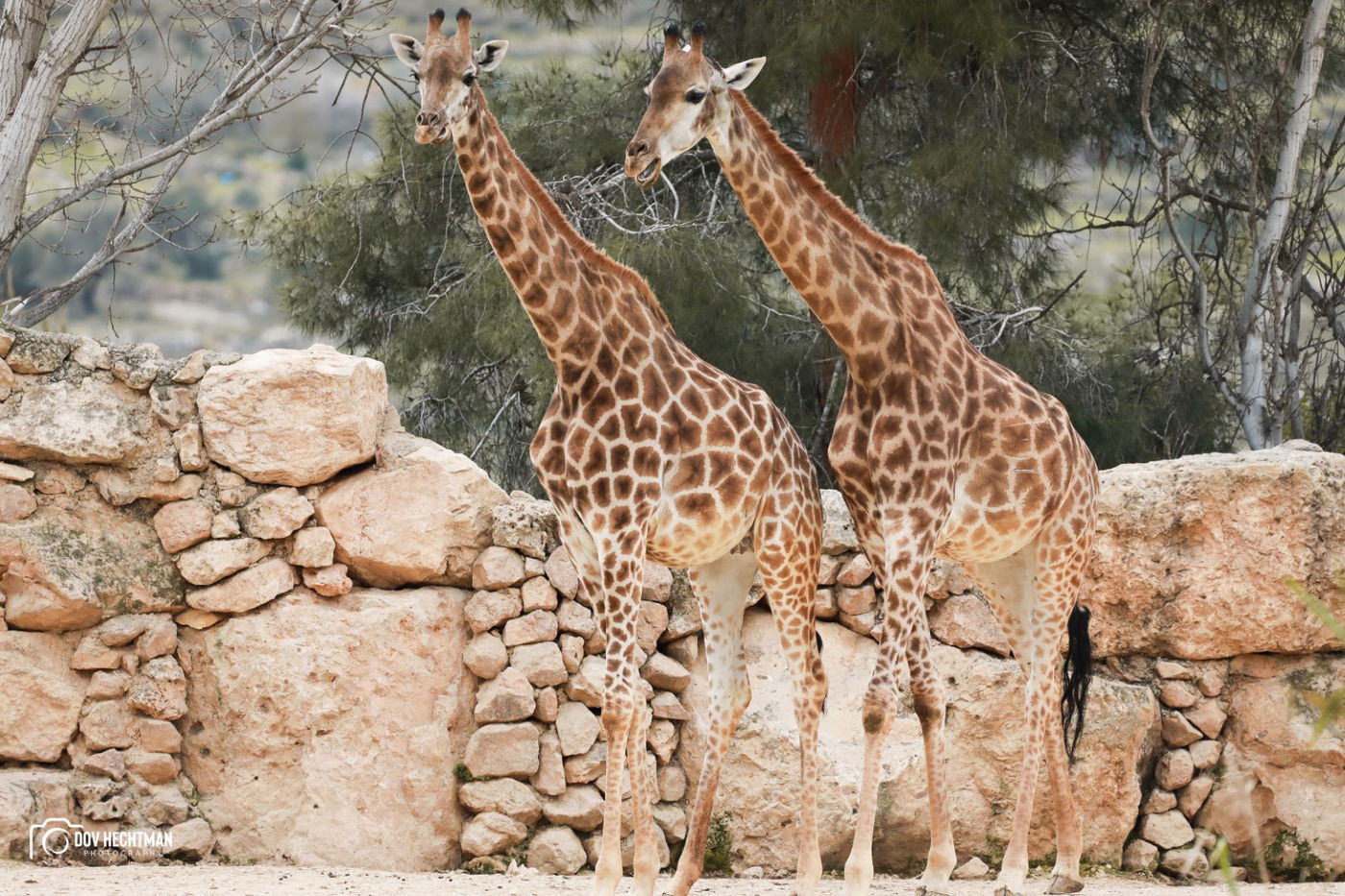 ביקור בגן החיות התנכ"י | צפו בגלריה מרהיבה