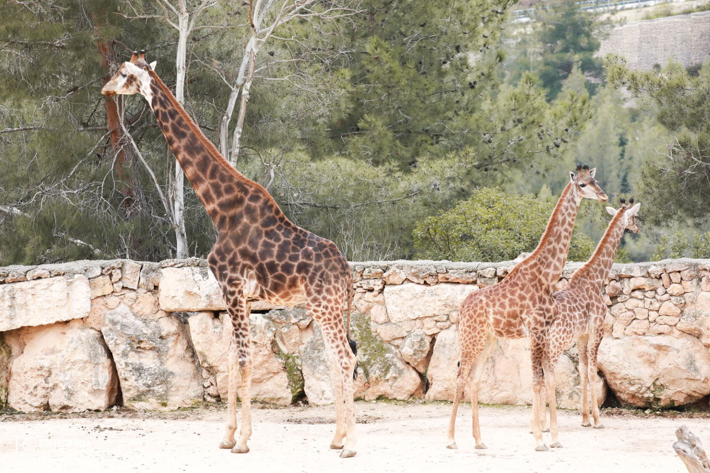 ביקור בגן החיות התנכ"י | צפו בגלריה מרהיבה