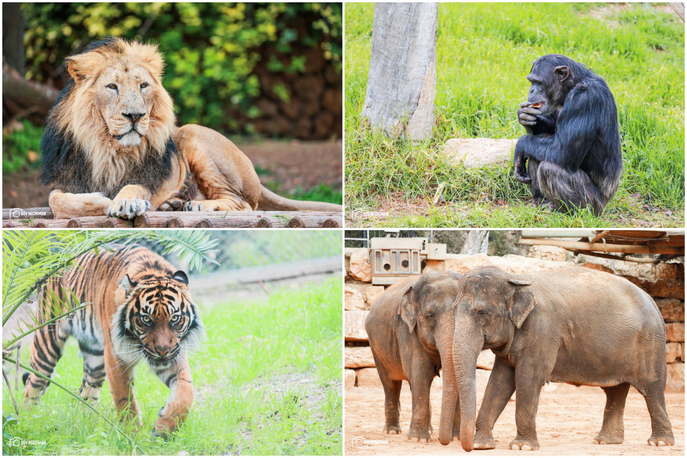 ביקור בגן החיות התנכ"י | צפו בגלריה מרהיבה