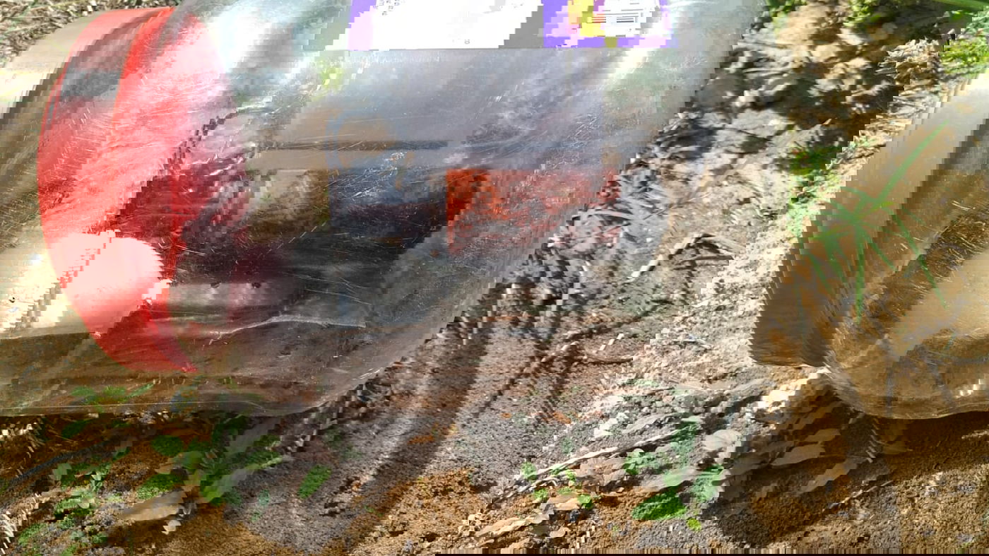 בחצר בית הספר: רימונים ומחסניות בקופסת עוגיות | תיעוד