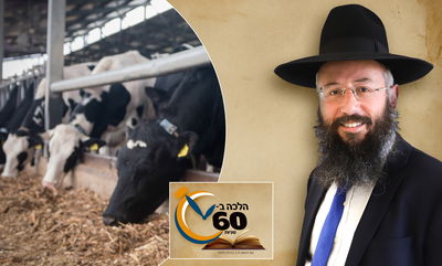 דיני תפילה במקום שיש ריח רע כמו של פרות במושב • צפו