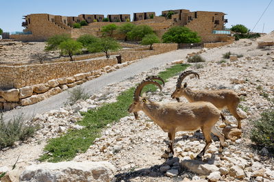 צבאים במכתש רמון, ביום שישי האחרון