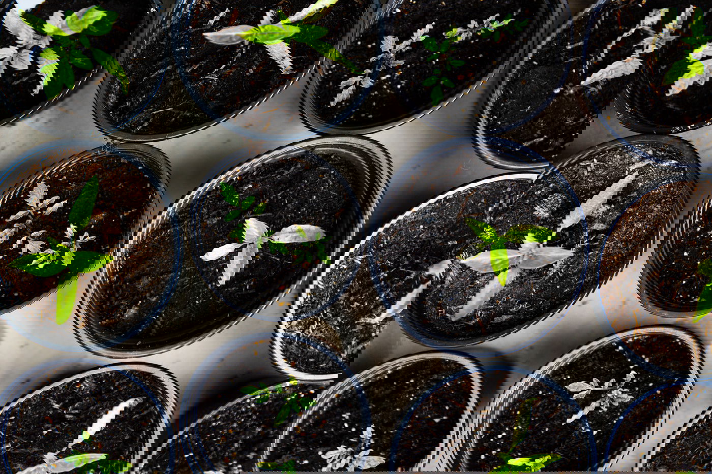 פרשות
אחרי מות - קדושים: האם מותר לשתול שני מיני ירקות באדנית?