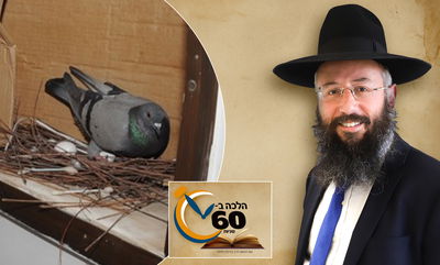 מהו הזמן הראוי לקיום מצוות שילוח הקן? • צפו