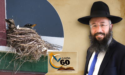 מה צריך להיזהר כשעושים שילוח הקן? • צפו