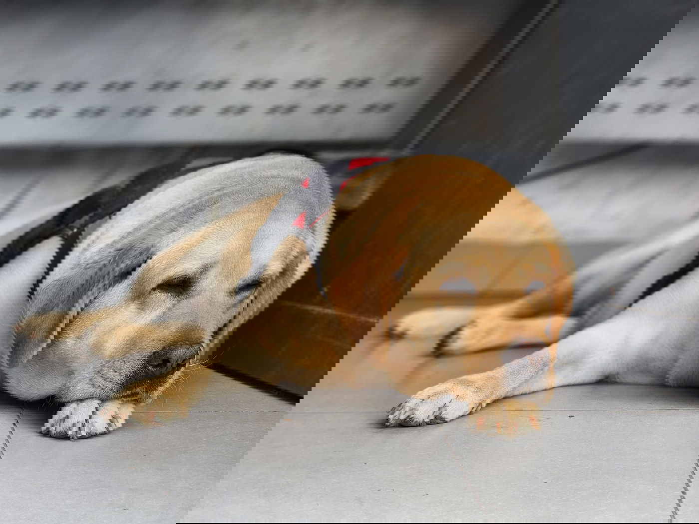 הכלבה שסייעה לטיפול בילדים חרדים, נגנבה; כך היא הוחזרה